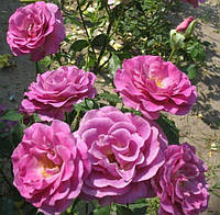 Саженцы роз "Виолет Парфум"