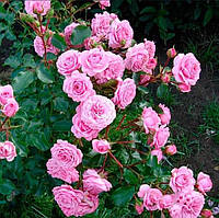 Саженцы роз "Боника" (флорибунда, полиантовая)