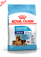 Royal Canin Maxi Starter - первый твердый корм для щенков крупных пород 4 кг