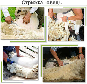 Стрижка овець 