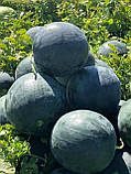 Насіння кавуна Лоріан F1, 1000 насіння, фото 4
