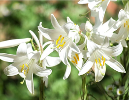 Лілія запашна лікарська білосніжна Кандідум Lilium candidum, цибулина 1шт