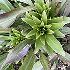 Лілія запашна лікарська білосніжна Кандідум Lilium candidum, цибулина 1шт, фото 5