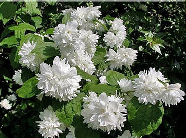 Чубушник Minnesota Snowflake 3 річний, Чубушник / Жасмин Миннесота Сноуфлейк, Philadelphus x virginalis