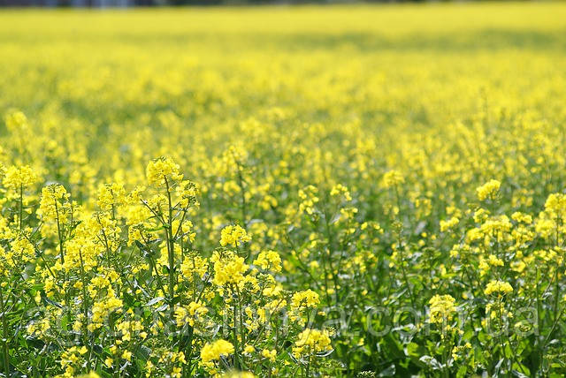 ДК Ексторм, Monsanto