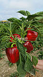 Насіння перцю Амарок F1, 1000 насіння, фото 5