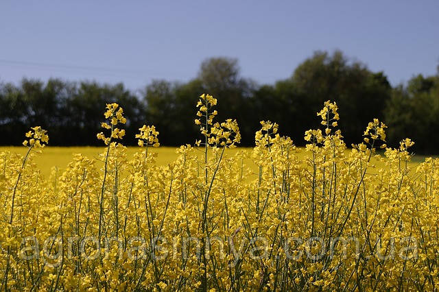 ДК Екзодус, Monsanto