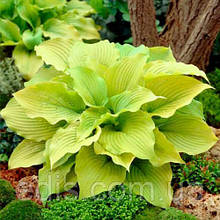 Хоста Piedmont Gold (П'єдмонтон Голд) кореневище