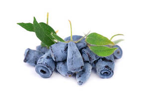 Саджанці Жимолость