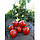 Насіння томату Асвон F1 ( Aswan F1 ) 5000 н, фото 3