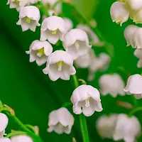 Аромат для свечи и мыла Ландыш (аромамасло Lily of the Valley)