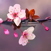 Аромат для свечи и мыла Цветение японской вишни (аромамасло Japanese Cherry Blossom)