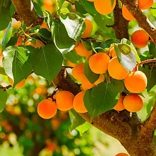 Аромат для свічки та мила Абрикосова гайка (аромаолія CandleScience Apricot Grove) 10 грамів