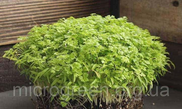 Насіння Кервель Кучерявий (Японська морква) мікрогрін бебі листя (import)