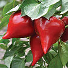 Перець солодкий Леся червона з носиком (Шапка гнома) 0.2 г, фото 7