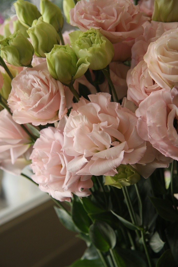 Насіння Еустома рожеве Pinky Rose Голландія