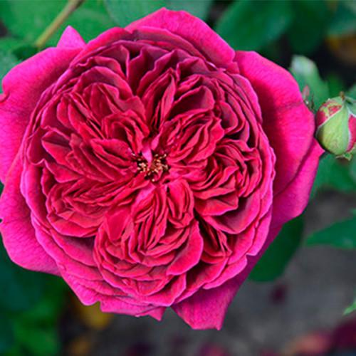 Троянда англійська махрова Darcey Bussell (Дарсі Бассел) ПРЕМІУМ 1 шт.