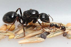 Колонія мурах Messor Structor, женці, королева + 25 мурах з личинками