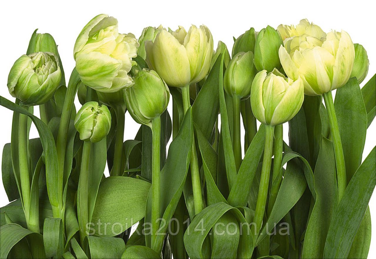 Фотошпалери 368х254мм, KOMAR "Tulips" (8-900)