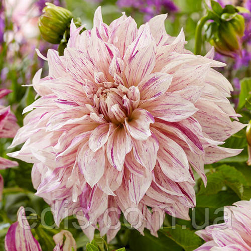 Жатқан кездегі порно