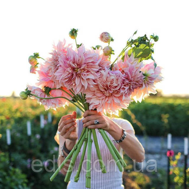 Қалыңдық тойда трахается онлайн порно