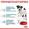 Royal Canin (Роял Канін) Mini Starter - перший твердий корм для цуценят міні порід 1кг, фото 6