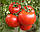 Насіння томату Кристал F1 (Cristal F1) 5г, фото 3