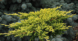 Ялівець лежачий Kishiogima 3 річний, Можжевельник лежачий Кишиогима, Juniperus procumbens Kishiogima, фото 2