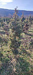 Кипарисовик горохоплодный, Chamaecyparis pisifera 'Boulevard', 60 см, фото 9