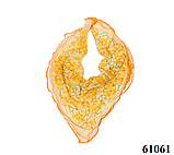 Хустка жіночий шийний ніжний з шифону модний з квітковим орнаментом колір жовтий 60*60, фото 2
