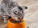 Як обрати сухий корм для котів