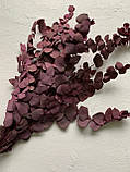 Евкаліпт Ценерея стабілізований бордово-фіолетовий, фото 3