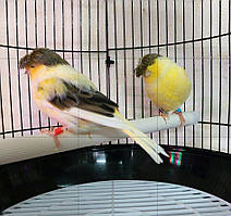 Кенар (глестер)