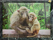 Картина 3D Мавпи 40*30см KD007
