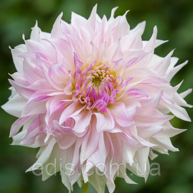 Жыныстық позициялар және олар туралы түсініктемелер