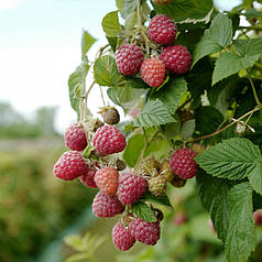 Малина сорт Вілламет, 5 шт (напівупаковані)