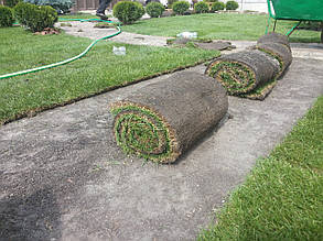 Рулонний газон Спортивний.