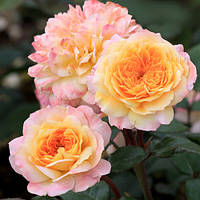 Саджанці троянди паркової "Жорж Данжан" ПРЕМІУМ (1 шт.)