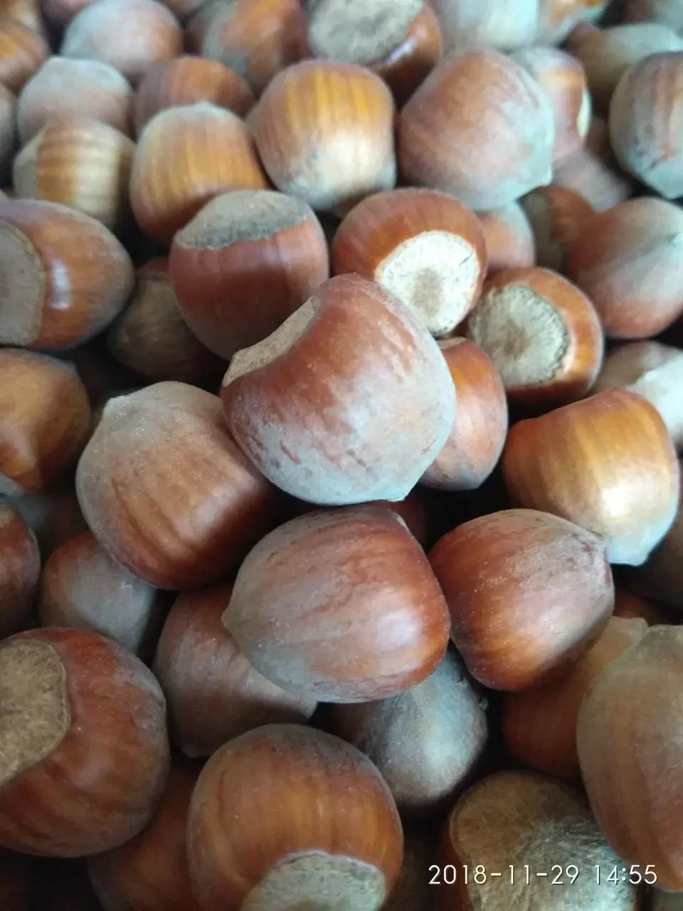 Купить Фундук в скорлупе крупный 1 кг, цена 172 грн — Prom.ua (ID ...