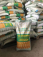 Семена кукурузы ДН Зоряна (фао 210)