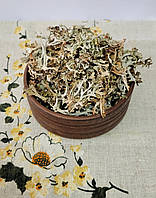 Ісландський мох (Cetraria Islandica)