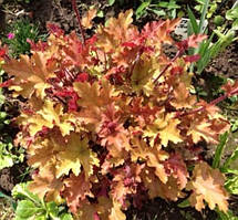 Гейхера Мармелад