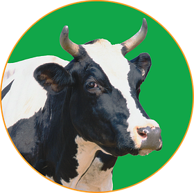 Готові корми для ВРХ