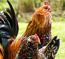 Комбікорми для бройлерів та кур несучок