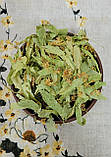 Липа серцелиста цвіт (Tilia cordata flores) 1 кг, фото 3