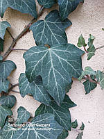 Плющ обыкновенный (Hedera helix L.), свежий срез 30-+ см