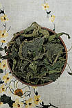 Кропива лист (Urticae folia) 100 г, фото 3