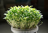 Амарант Мікрозелень, насіння білого органічного амаранту для пророщування 20 грамів, фото 2