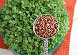 ДАЙКОН Мікрозелень, насіння зерна ДАЙКОНА органічні для пророщування 15 грам, фото 2