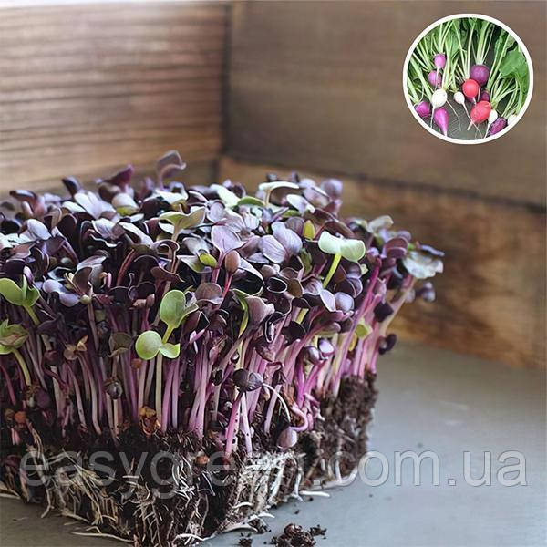 РЕДИС Фіолетовий Мікрозелень , насіння зерна редису фіолетового органічні для пророщування 10 грам